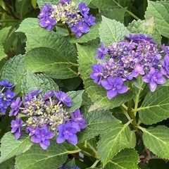 紫陽花　さし穂の画像