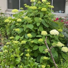 紫陽花　さし穂の画像