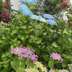 紫陽花　さし穂の画像