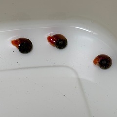 (受け渡し者決定)オオ
ミジンコ水　500ml ⑦の画像