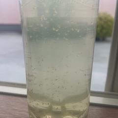 (受け渡し者決定)オオ
ミジンコ水　500ml ⑦の画像
