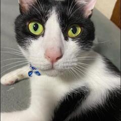 迷子ねこ