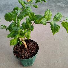 アラビアンジャスミン　花　植物　ガーデニングの画像