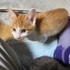 【急募】生後2ヶ月の保護猫(とりあえず3匹)