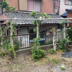 キンモクセイ　と　どんぐりの木の画像