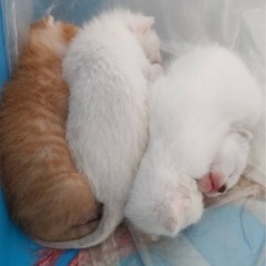 （里親さま見つかりました）0歳、子猫4匹、茶トラ・灰ハチワレ・白多め