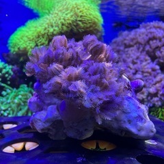 ソフトコーラル　パクパクウミアザミ②