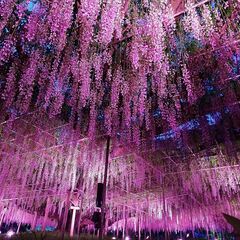 気軽に気ままに写真撮りに出かけませんか？ - 横浜市