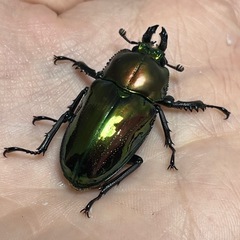 ニジイロクワガタ　グリーン系！　ペア、単品の画像