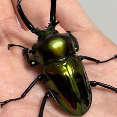 ニジイロクワガタ　グリーン系！　ペア、単品