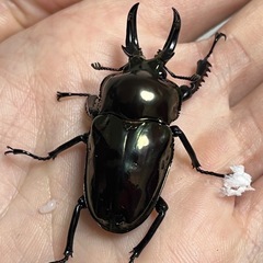 ニジイロクワガタ　アンバーピカール系　ペア　