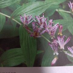 花　植物　ホトトギス　茶花　宿根草　苗