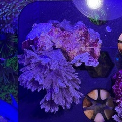 ソフトコーラル　パクパクウミアザミ小型の画像