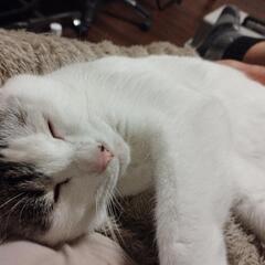 人馴れした永遠の甘えん坊な女の子😸