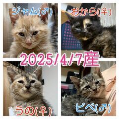 ★里親様✨募集致します★2025年4月7日産※6/8(日)澄川シ...