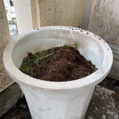 丸い鉢の画像