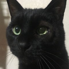 黒い毛並みの男の子です。