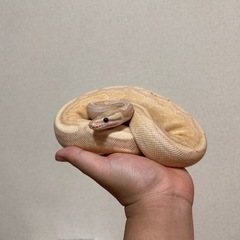 ボールパイソン オス