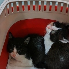 ハチワレとミケです