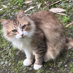 野良猫