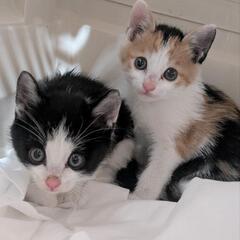 子猫2匹の家族を募集してます！