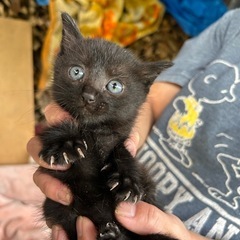 黒猫