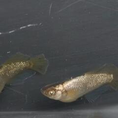 生体🐟️卵🥚ミジンコ🦠ゾウリムシ販売の画像