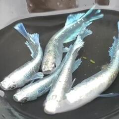生体🐟️卵🥚ミジンコ🦠ゾウリムシ販売