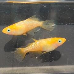 生体🐟️卵🥚ミジンコ🦠ゾウリムシ販売の画像