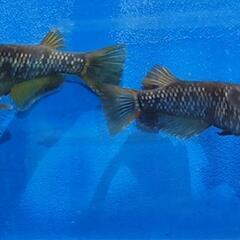 生体🐟️卵🥚ミジンコ🦠ゾウリムシ販売の画像