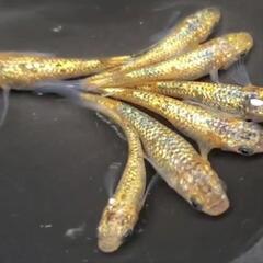 生体🐟️卵🥚ミジンコ🦠ゾウリムシ販売の画像