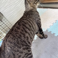 キジトラ メス ⚠️安易な考えの方には譲りません - 猫