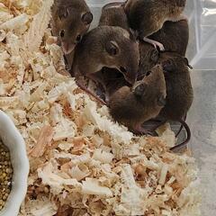アフリカチビネズミ2