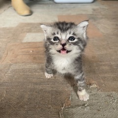 里親募集中です！！