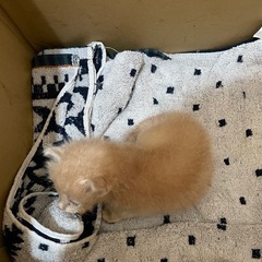 生後3週目の子猫です　おかげさまで里親様が決まりました！ - 高松市