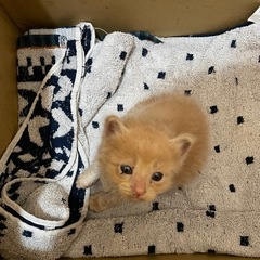 生後3週目の子猫です　家族なっていただける方募集中