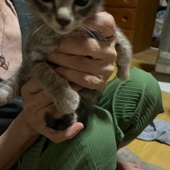 グレー子猫