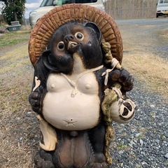 タヌキ