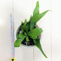 ビカクシダ コウモリラン 観葉植物