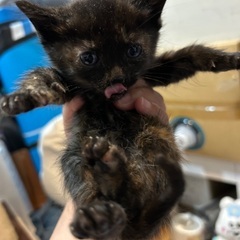 小さなサビちゃん
