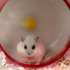 可哀想なハムスターに消耗品の支援をお願いします🙇‍♂️