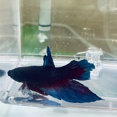 ベタ プラカットダンボ ゼニスブルー オス♂ 若魚の画像