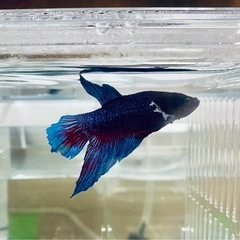 ベタ プラカットダンボ ゼニスブルー オス♂ 若魚