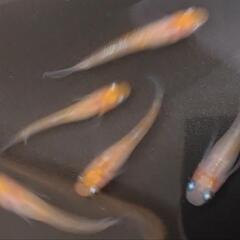 アマテラス2ペア🐟メダカめだか