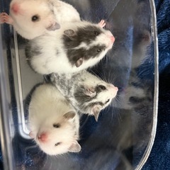 ゴールデンハムスター4匹