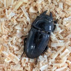 オオクワガタ ♀メス 単品(川西産)