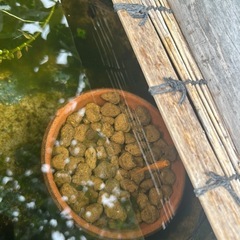 メダカ　【楊貴妃】の画像