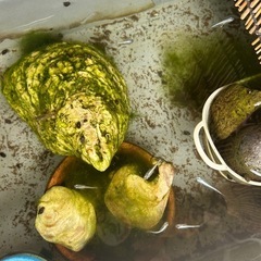 メダカ　【楊貴妃】の画像