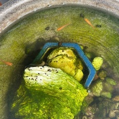 メダカ　【楊貴妃】の画像