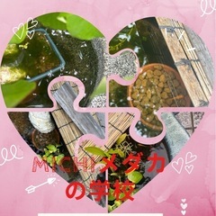 メダカ　【楊貴妃】の画像